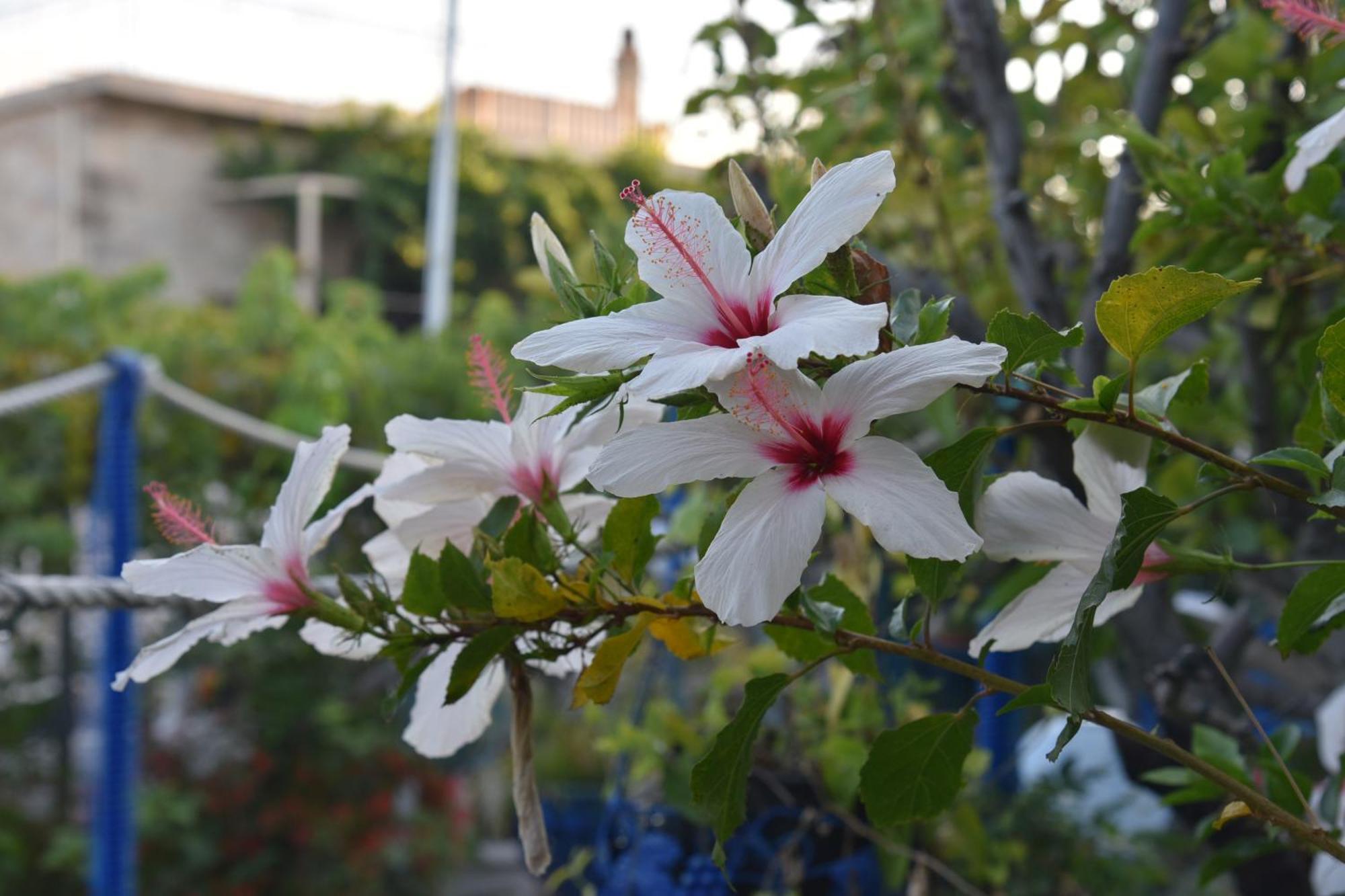 Relaxing And Comfortable Studio Near Falasarna Beaches Platanos  Luaran gambar